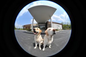 介助犬のお出迎え